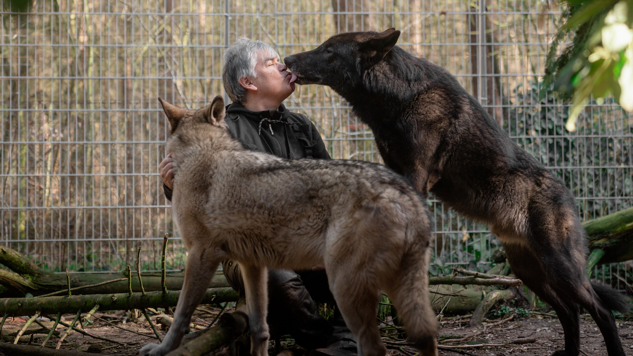 "37°: Der mit dem Wolf lebt – Die Wildnis im Wohnzimmer": Ein klein gewachsener Mann mit grauen Haaren, in einer schwarzen Lederhose und einer schwarzen Jacke, sitzt in einem seiner Wolfsgehege. Vor ihm steht ein großer schwarzer Wolfshund und leckt sein Gesicht ab. Im Vordergrund ist eine hellbraune Wolfshündin zu sehen.