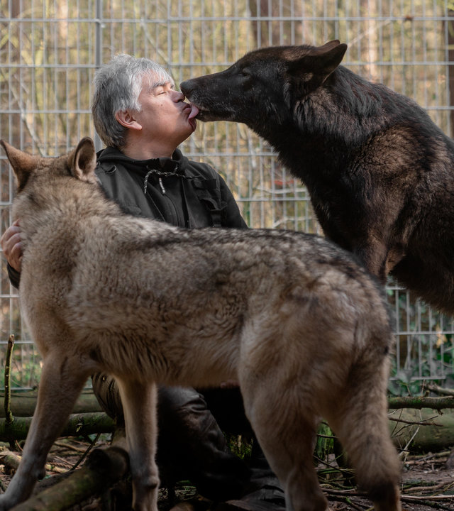 "37°: Der mit dem Wolf lebt – Die Wildnis im Wohnzimmer": Ein klein gewachsener Mann mit grauen Haaren, in einer schwarzen Lederhose und einer schwarzen Jacke, sitzt in einem seiner Wolfsgehege. Vor ihm steht ein großer schwarzer Wolfshund und leckt sein Gesicht ab. Im Vordergrund ist eine hellbraune Wolfshündin zu sehen.