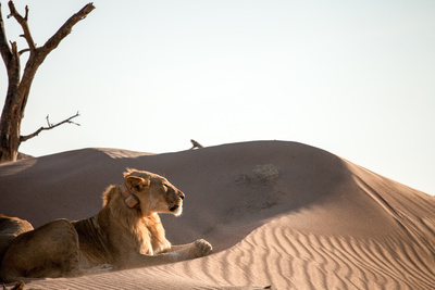 Wüstenkönige - Die Löwen der Namib