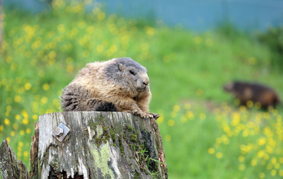 Unter Wölfen, Bären und Geiern - Ein Jahr im Wildpark Mautern