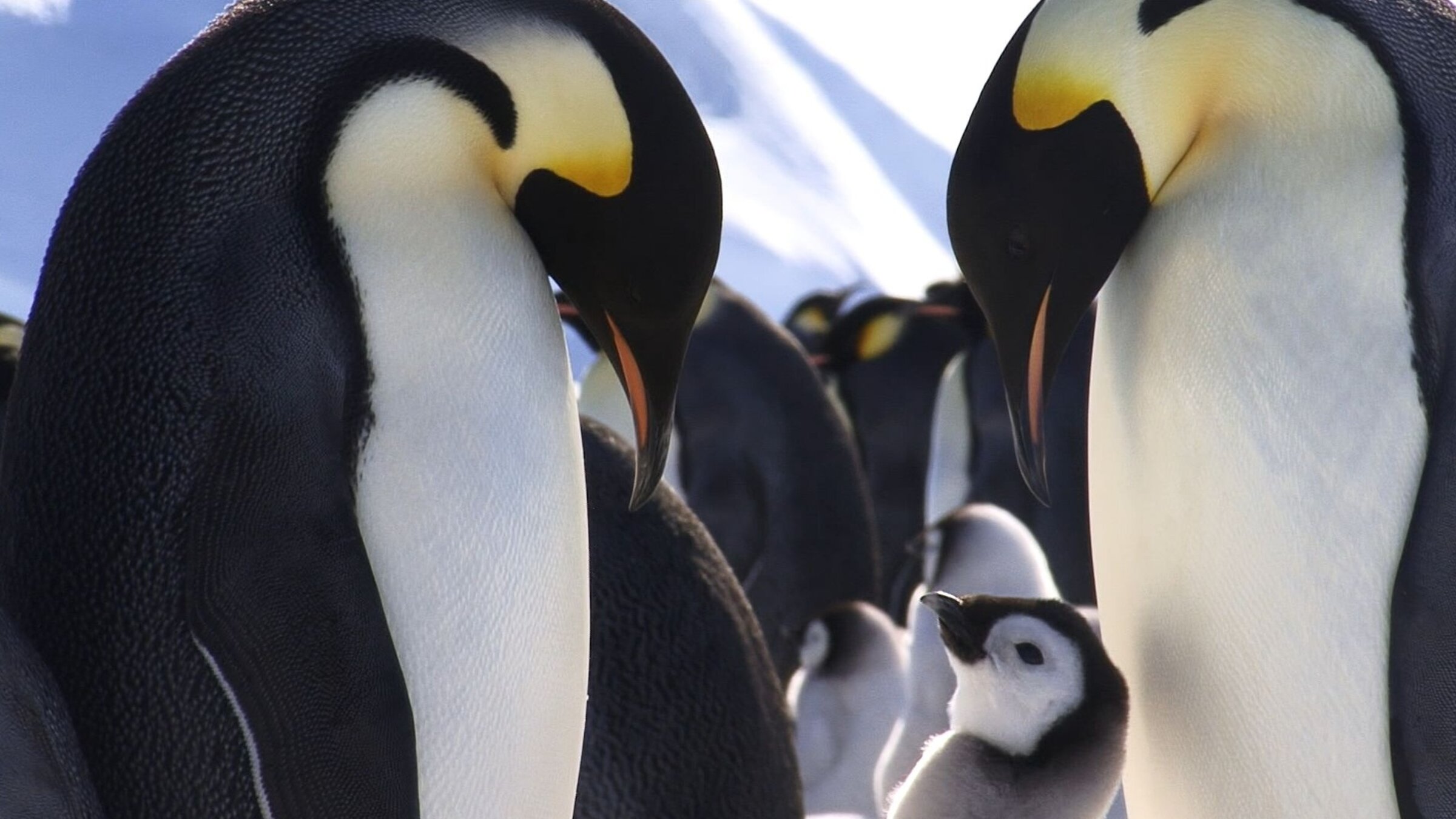 âTierische Superhelden - Meister des Durchhaltensâ: Zwei erwachsene Kaiserpinguine mit mehreren Jungtieren in einer Gruppe auf Schnee
