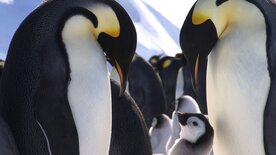 Tierische Superhelden: Meister des Durchhaltens