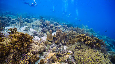 Planet E. - Planet E.: Die Korallengärtnerinnen Von Curaçao