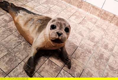 Texel, da will ich hin!