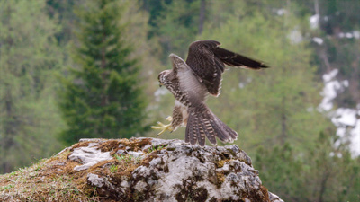 Naturparadies Seefeld - Im Reich des Wanderfalken