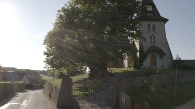 Die magische Welt der Bäume - Die Linde