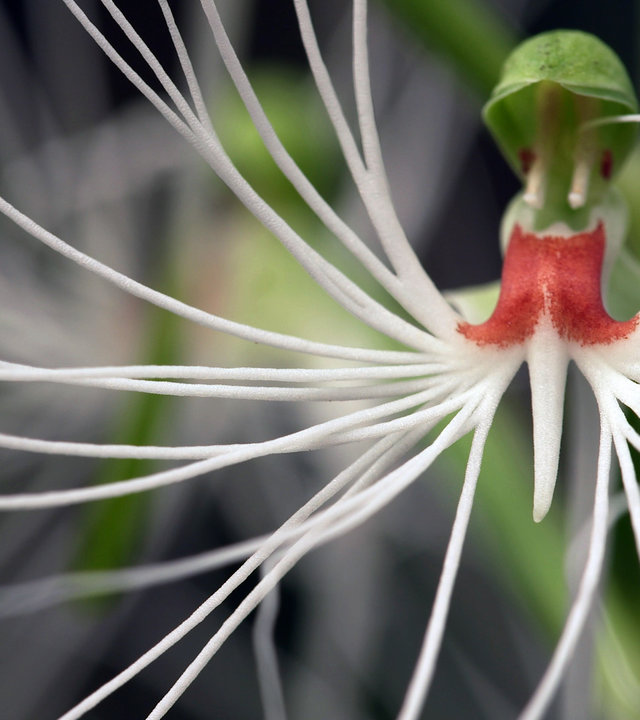 "planet e.: Illegale Pflanzenliebe - Der Schmuggel mit Orchideen, Kaktus & Co.": Eine Orchidee mit stilartigen weißen Blütenblättern und einem roten Staubbeutel.