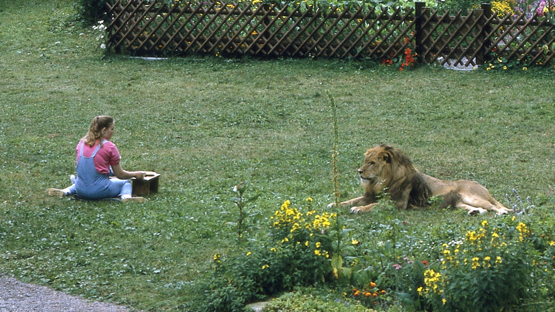 "Die Schwarzwaldklinik - Die fromme Lüge": Angie (Angelika Reißner) sitzt auf einer Wiese im Garten. Einige Meter von ihr entfernt sitzt ein Löwe.