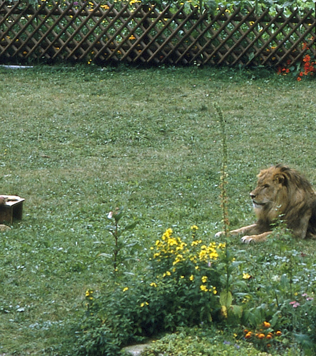 "Die Schwarzwaldklinik - Die fromme Lüge": Angie (Angelika Reißner) sitzt auf einer Wiese im Garten. Einige Meter von ihr entfernt sitzt ein Löwe.