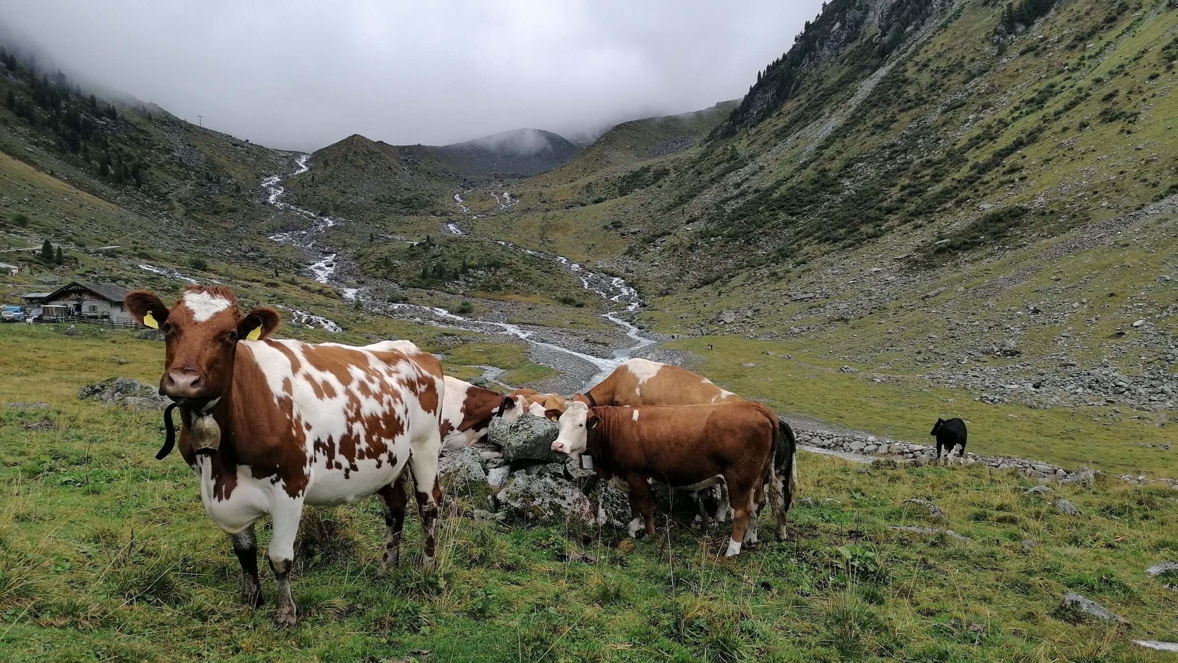 "Auf uralten Pfaden - Viehtriebe im Hochgebirge":