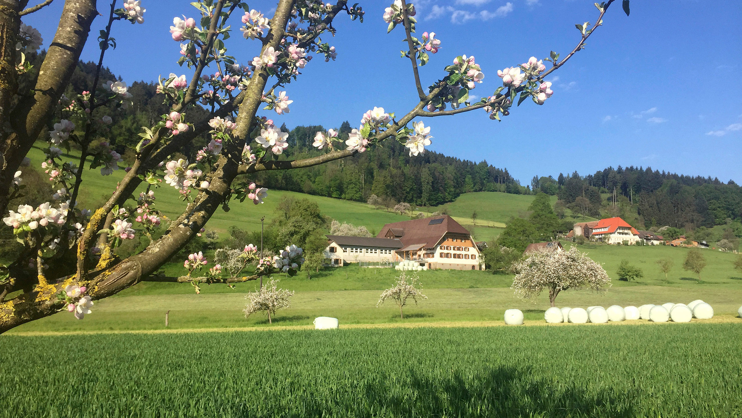 "Sonnenregion Freiburg": Landschaft am Kaiserstuhl.