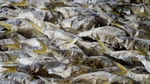 Fischmehl – ein schmutziges Business