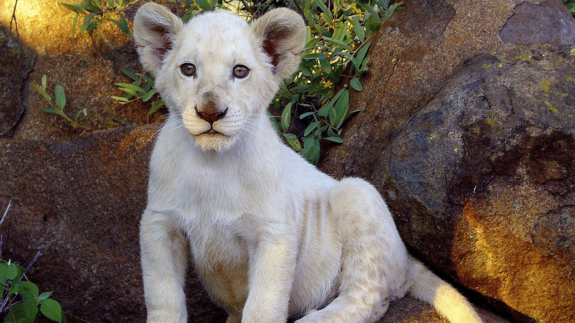 "Der weiße Löwe": Der kleine, weiße Löwe Letsatsi ist neugierig auf die Welt.
