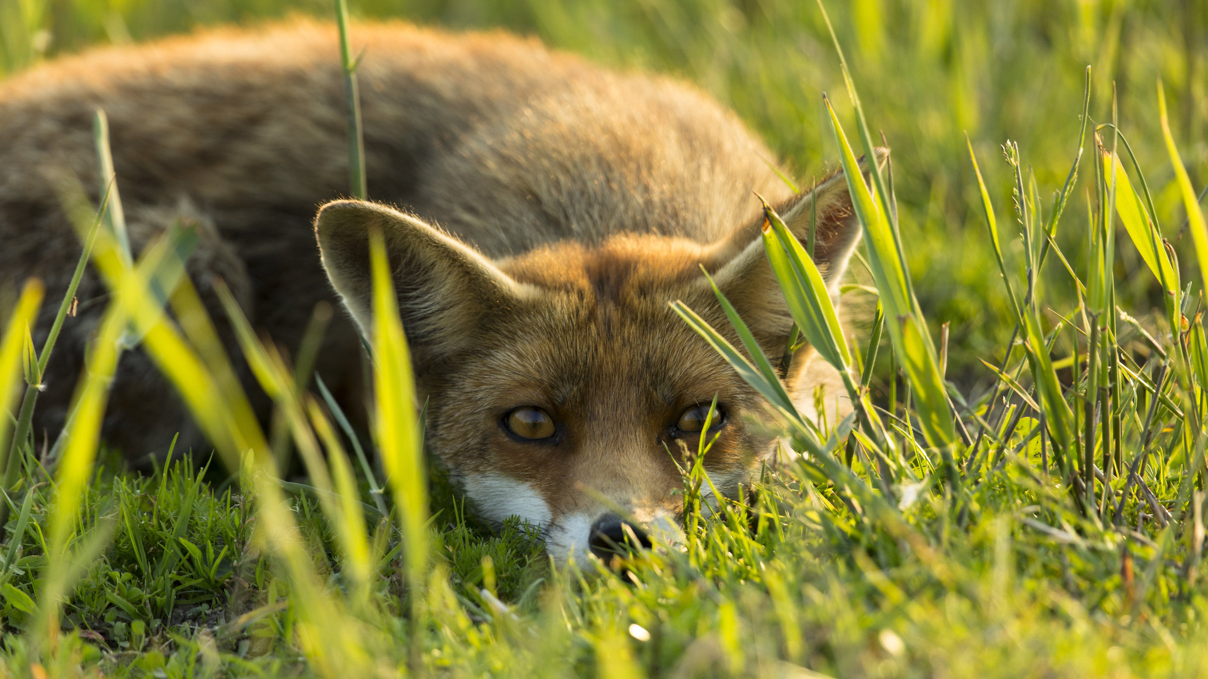 "Die neue Wildnis - Sommer": Im üppigen Grasland liegt ein Fuchs flach ausgetreckt auf dem Bauch und blickt genau in die Kamera.