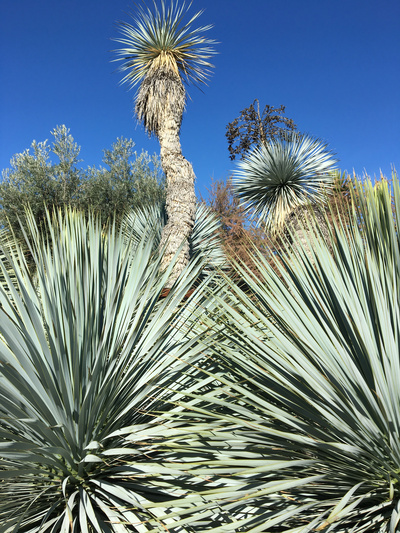 Historisch bis modern - Spanische Gartenkunst