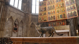 St. Stephan und die Tiere