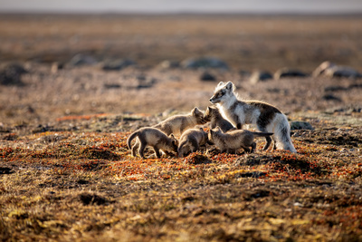 Ein perfekter Planet (2/5)