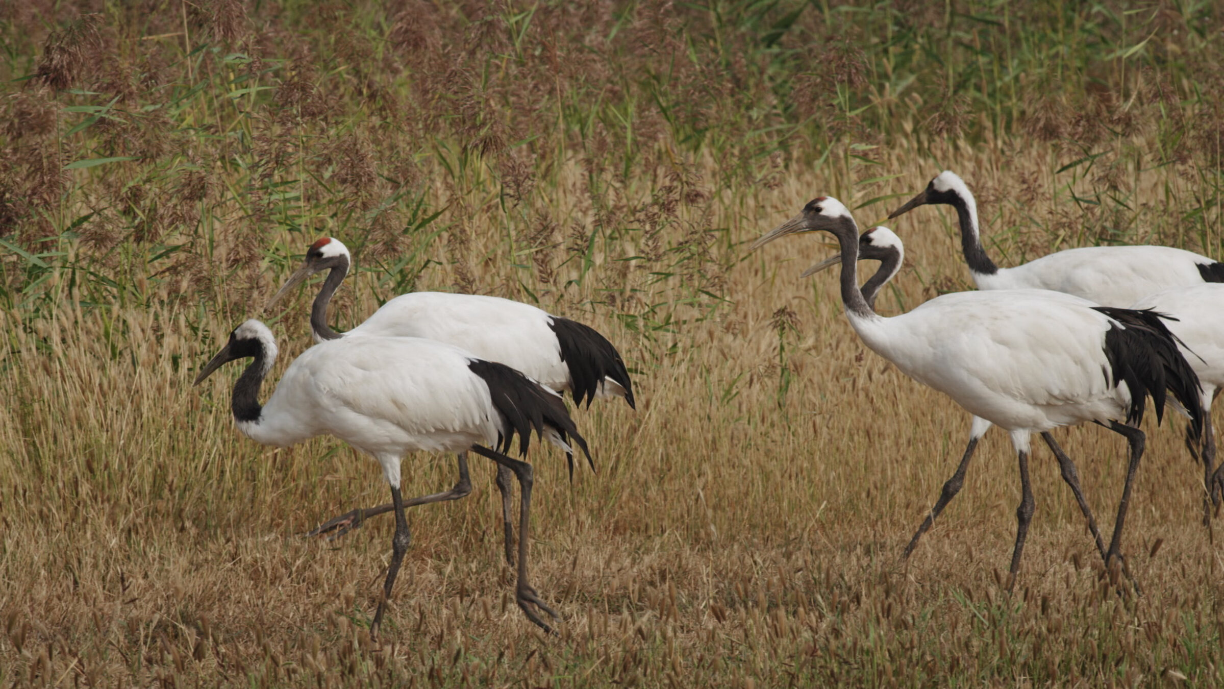 "Die Farben Chinas (4/5) - Weiß - Von Tianzhus Schneebergen in die Wüste Gobi": Der Kranich mit seinen Farben weiß und schwarz, wie Yin und Yang, zählt zu den wichtigsten Vögeln der chinesischen Mythologie und symbolisiert ein langes Leben.