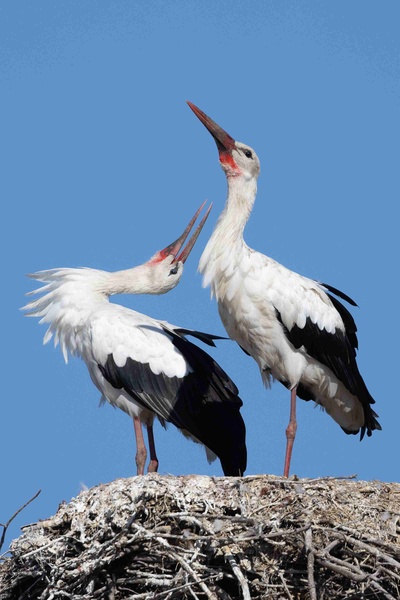 Traumorte - Alentejo