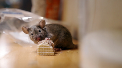 St. Stephan und die Tiere