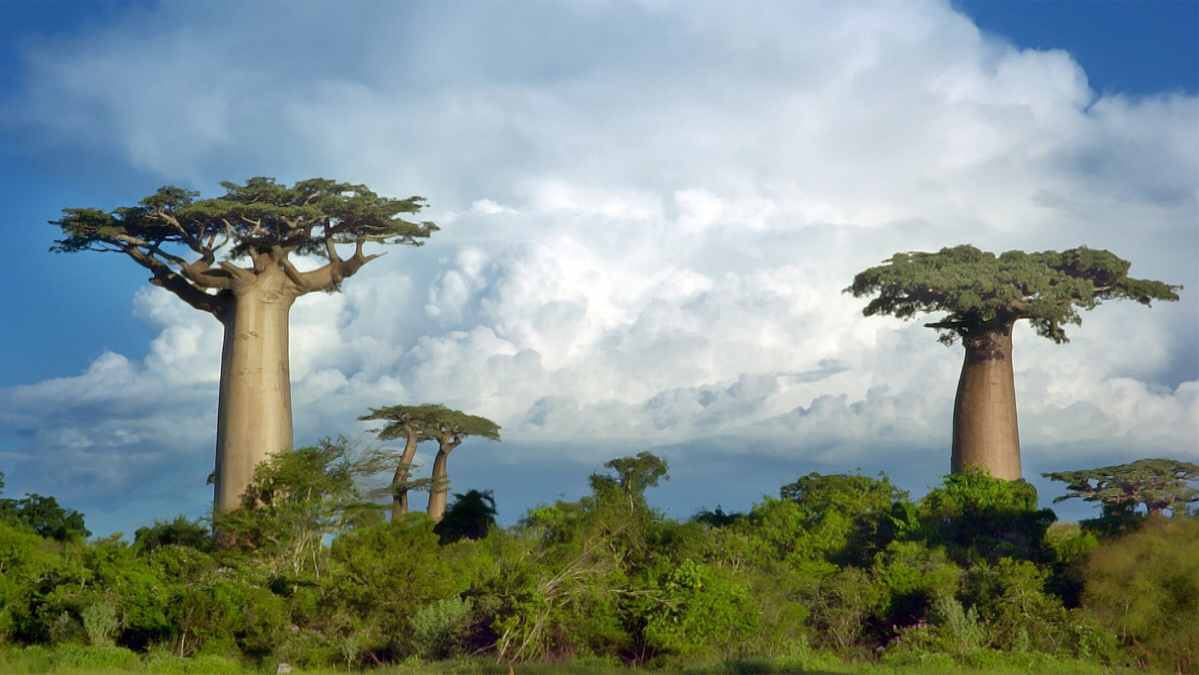 "Madagaskar - Tropisches Inselparadies": Der Grandidier-Baobab (Adansonia grandidieri), die größte und bekannteste der sechs Baobab-Arten Madagaskars. Er ist endemisch auf Madagaskar und dort als „die Mutter des Waldes“ bekannt.