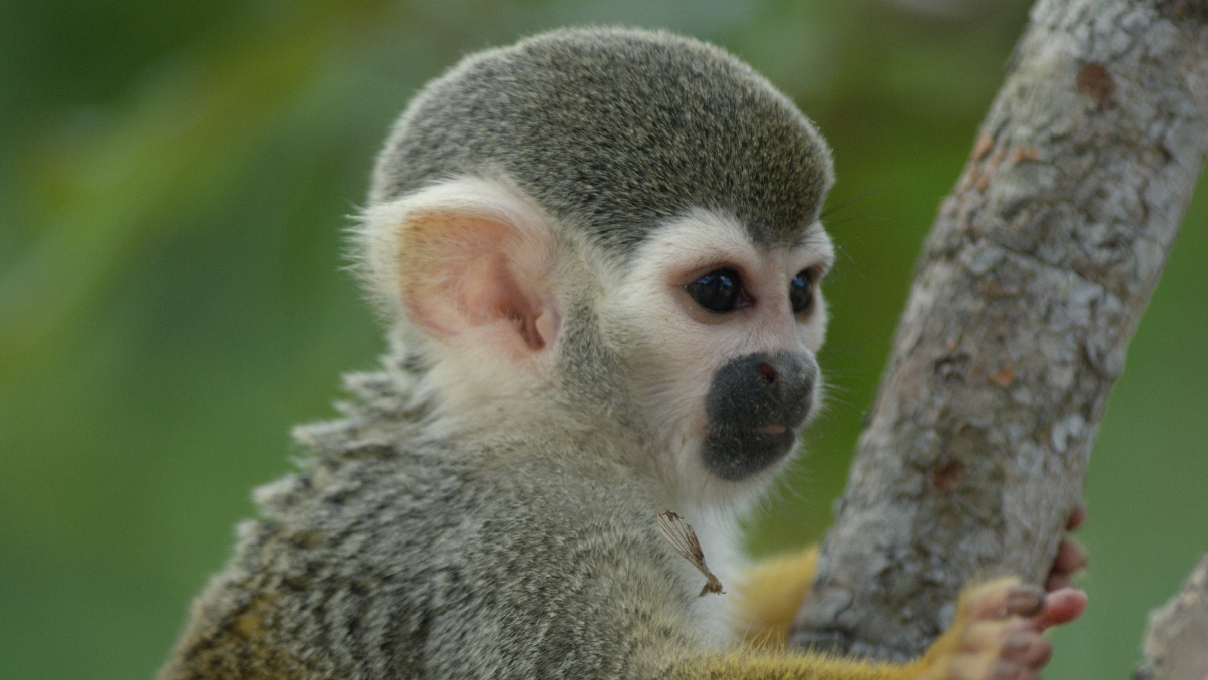 "Leben im Kronendach - Die Sonnenanbeter": Totenkopfaffen bewegen sich meist auf allen Vieren fort und sind dabei sehr schnell und geschickt.