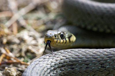 Im Reich von Kreuzotter & Co - Österreichs Schlangen hautnah