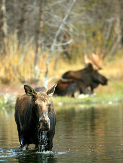 Yellowstone - Zeit des Wandels