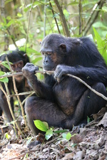 Kielings wildes Afrika