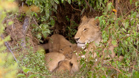 Die Großkatzen der Masai Mara (2/2)