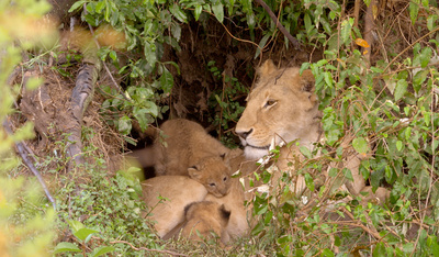 Die Großkatzen der Masai Mara (2/2)