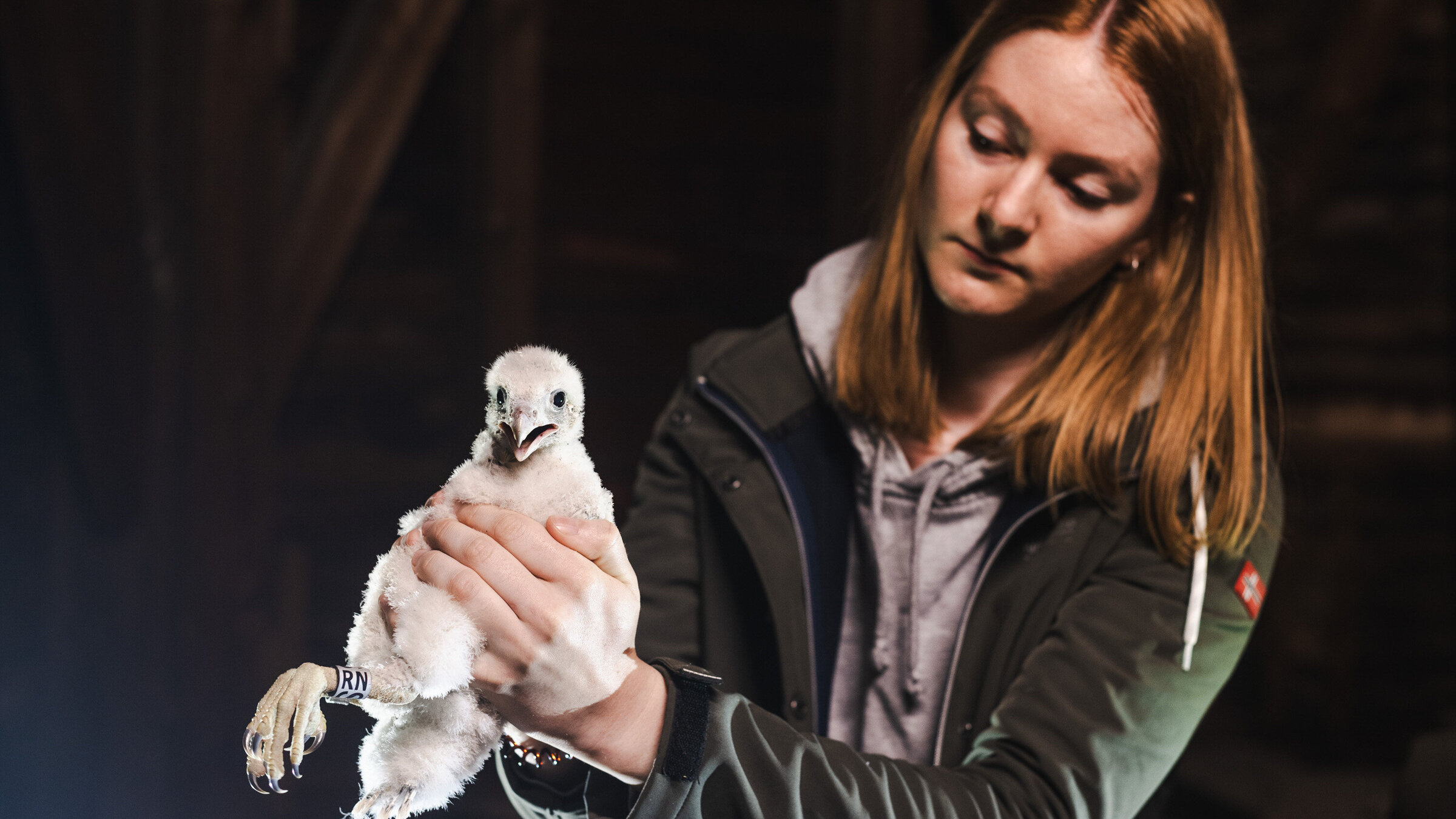 "SOS - Wildtiere in Not": Wanderfalken-Nestling bei der Beringung.