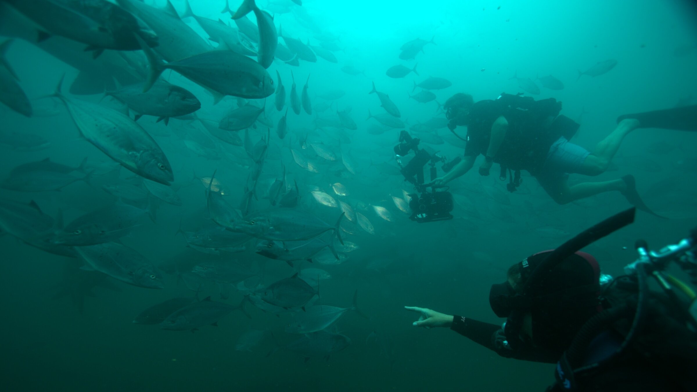"Australiens Wildnis - Der Süden - Ozean der Gegensätze": Zwei Taucherinnen schwimmen neben einem Fischschwarm.