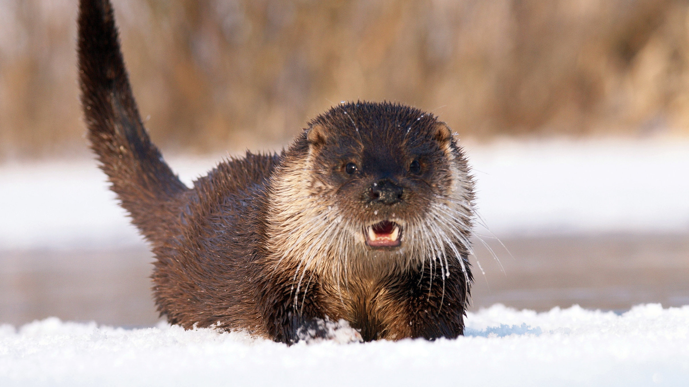 "Wildes Polen": Eis und Schnee machen dem Fischotter dank seines dichten Fells wenig aus solange der Fluss, in dem fischt, nicht komplett zugefroren ist, kann der Winter ihm wenig anhaben.