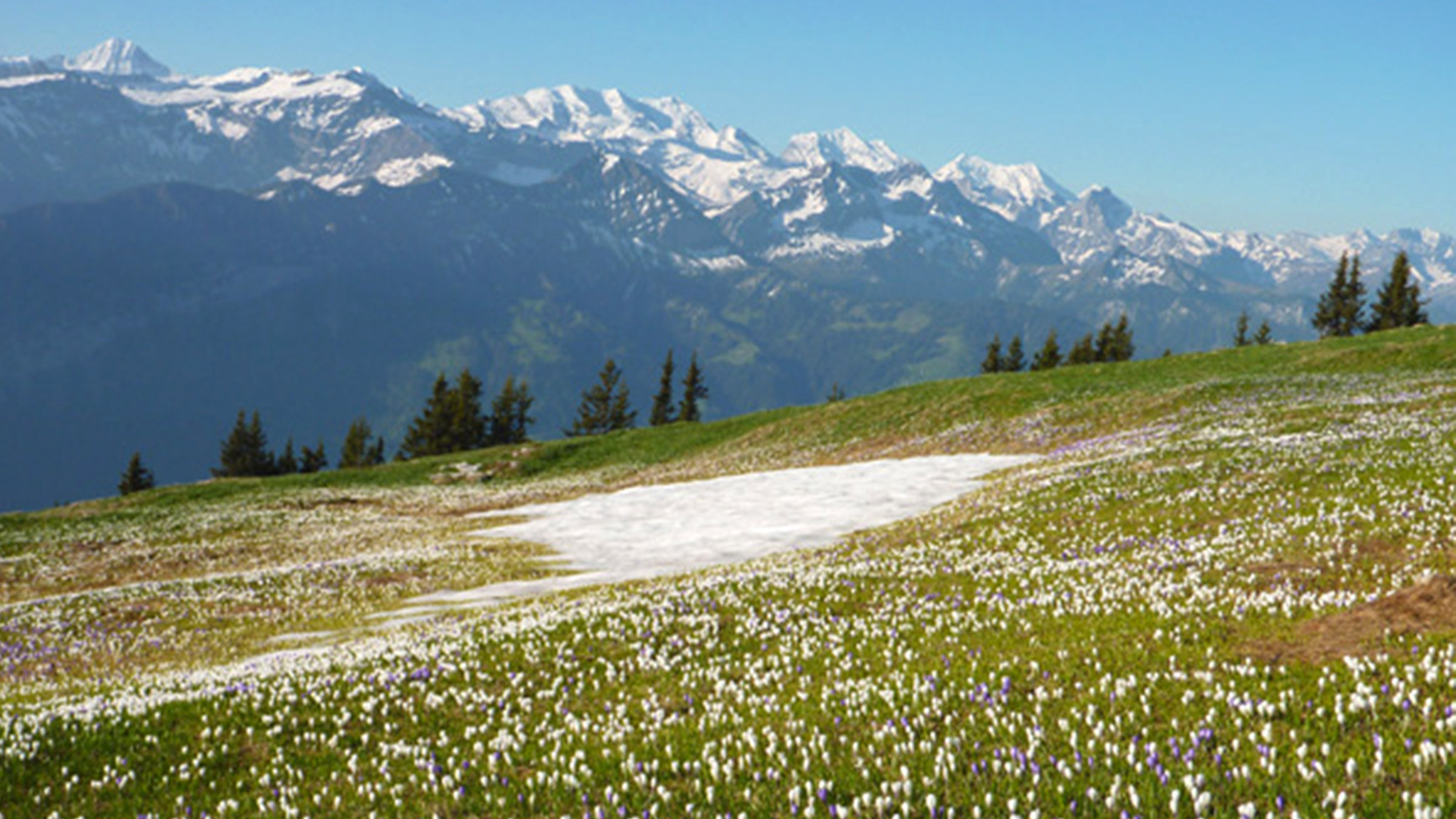"Mit dem Frühling durch Europa: Von den Alpen ans Polarmeer" - Krokusblüte vor der Bergkulisse mit Mönch, Eiger und Jungfrau.