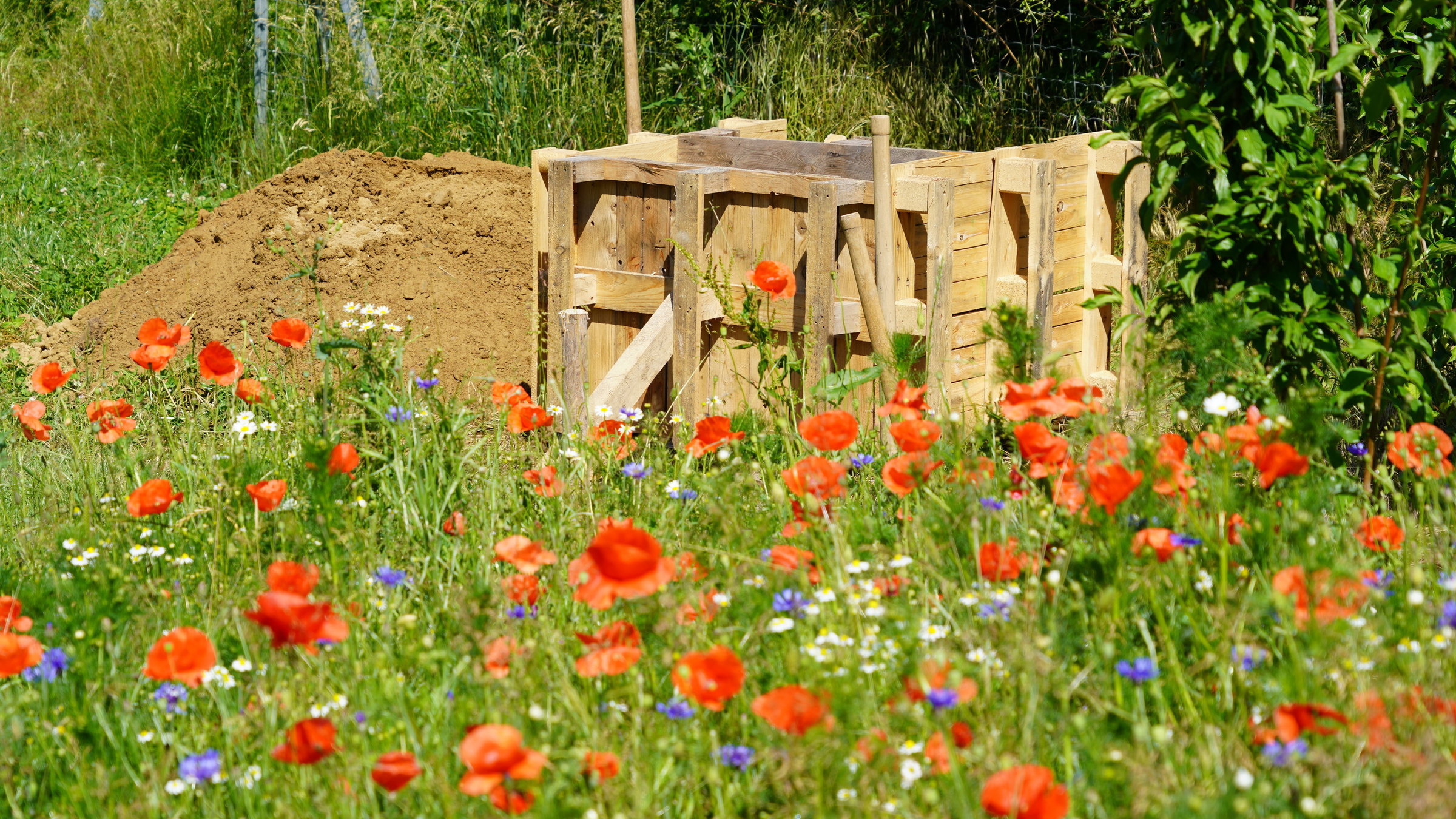 "Natur im Garten": Blumenwiese mit Mohn- und Kornblumen