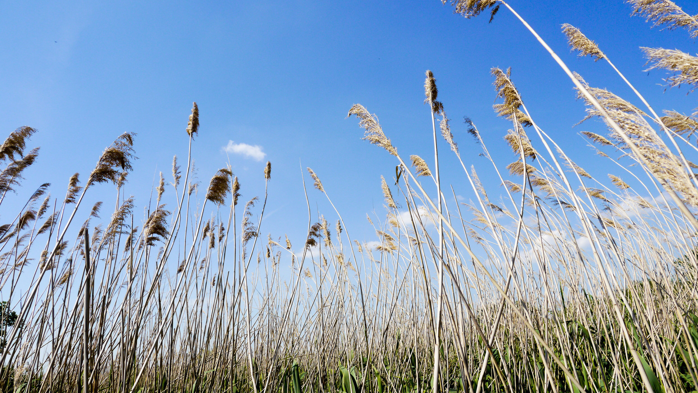 "Expedition ins Schilf - Nationalpark Neusiedler See": Im Schilfdschungel.