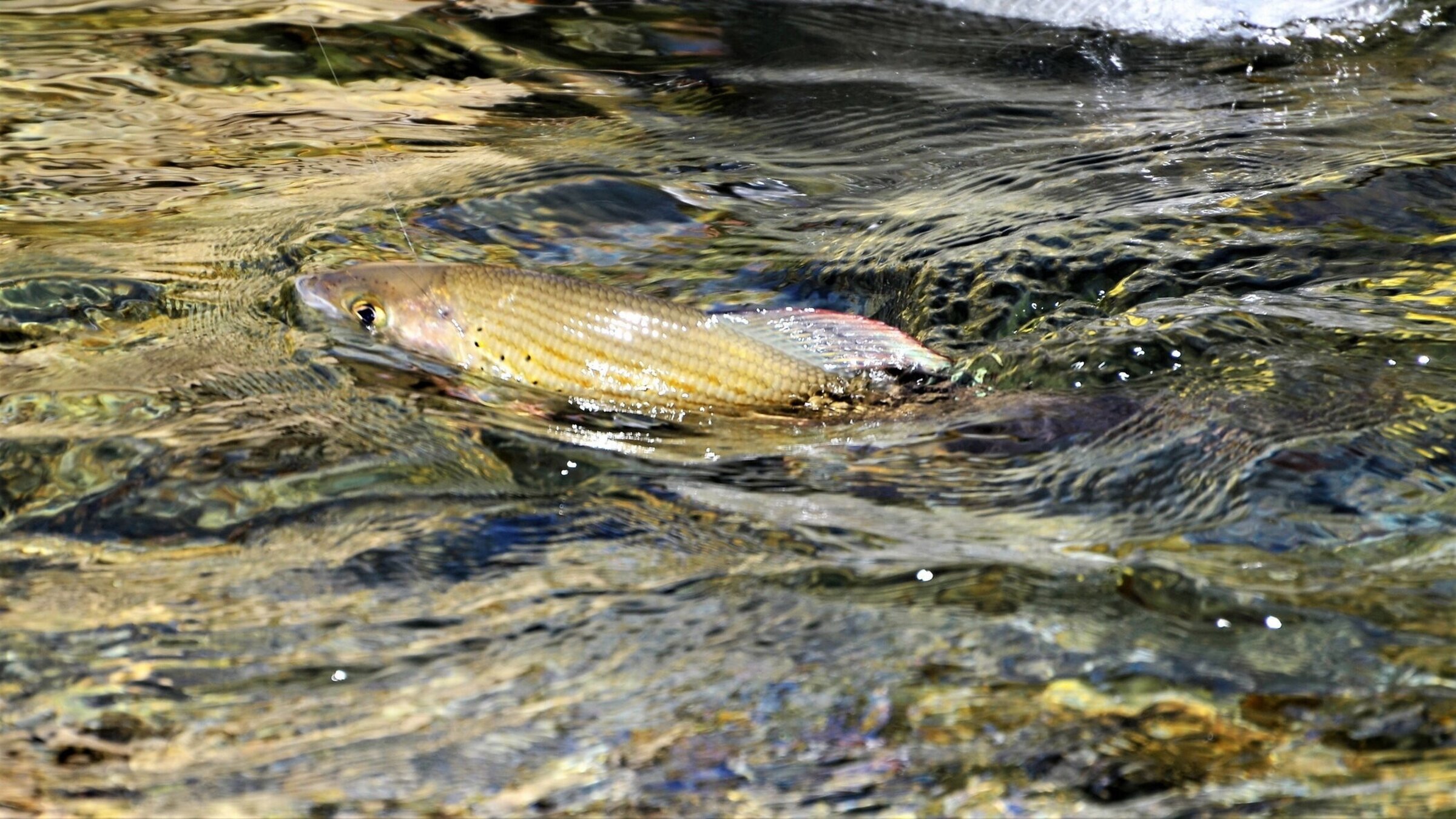 "FischZeit in Kärnten": Fisch in der Möll. Foto: ORF/Kärntner Fischereivereinigung.