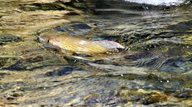 FischZeit in Kärnten