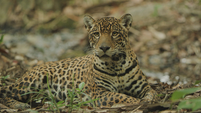 Guyana – Der Weg des Jaguars