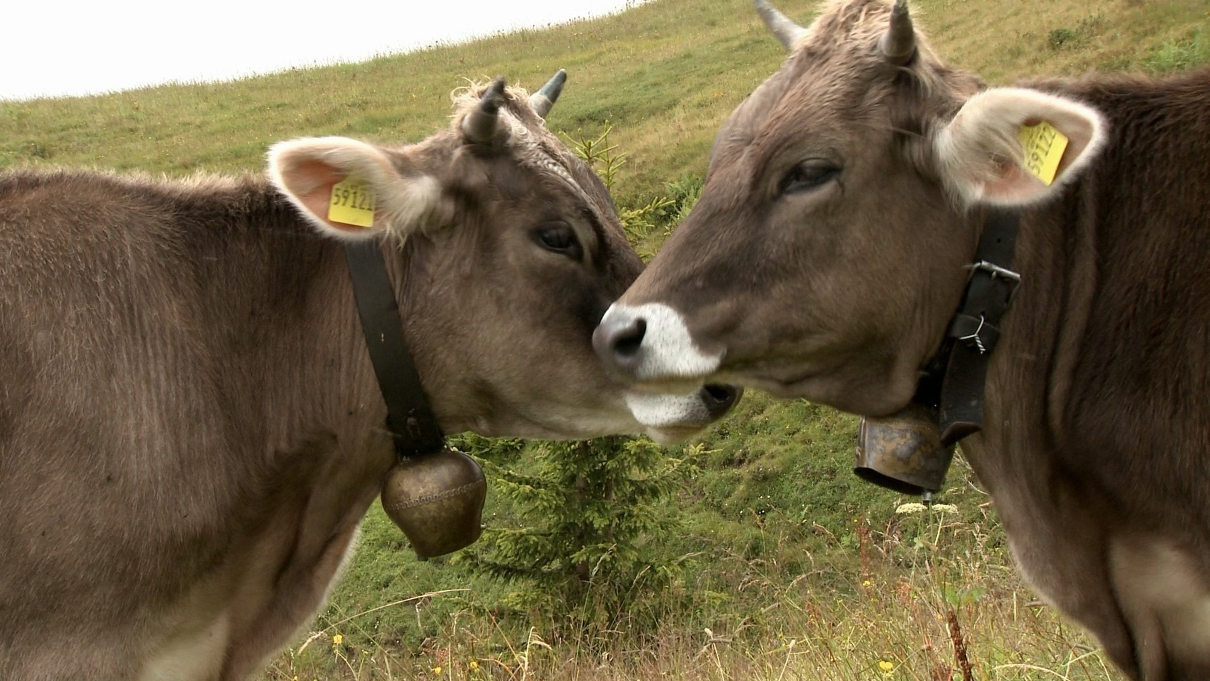 "Mit Fell und Horn am Fellhorn": Zwei Jungrinder erleben einen Sommer auf der Alm mit allen möglichen Herausforderungen, wie Ausbruch, tagelanger Regen, Matsch und Rutschgefahr, giftige Pflanzen.