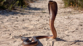 Afrikas Schlangen – Giftig und gefährlich