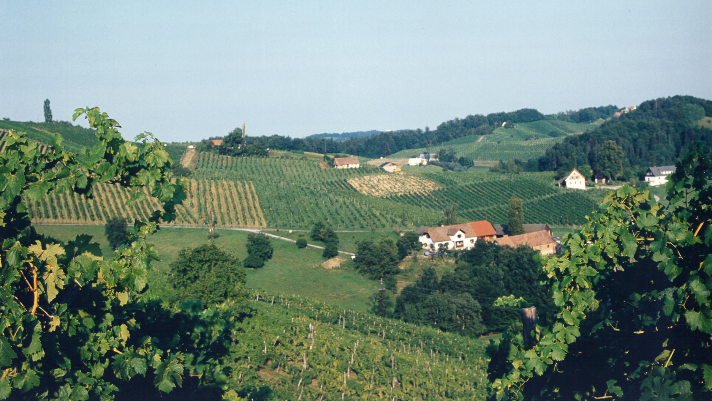 "Österreich: Die Weinstraße der Südsteiermark": Hügelige fruchtbare Landschaft, Weinberge, in sanften Hügeln liegend.