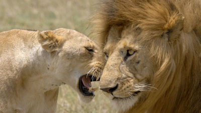 Die Großkatzen der Masai Mara (1/2)