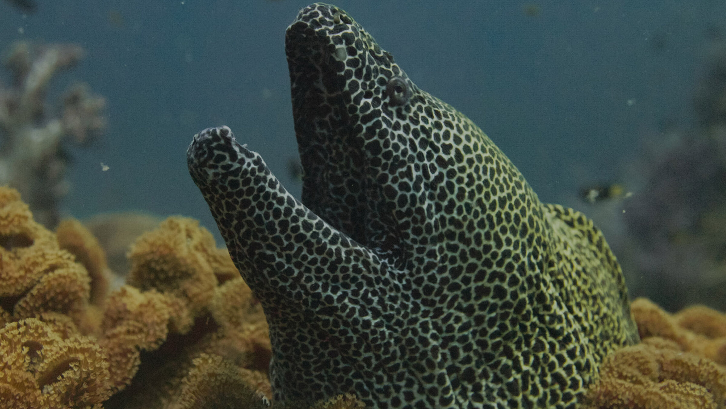 "Wilder Oman (2/2) - Wölfe und Buckelwale": Das Arabische Meer versorgt im flachen wie auch im tiefen Wasser unzähligeTierarten mit ausreichend Nahrung. Wie die Netzmuräne, sie ist eine der größten und zugleicham auffallendsten gefärbten Arten der Muränen.