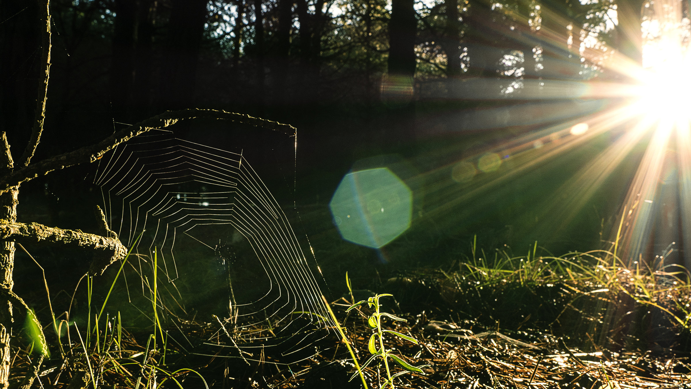 „Wilde Überlebenskünstler, wie Vorbildlich Tiere sind“ - Spiralformen finden sich häufig in der Natur – wie beispielsweise im Radnetz vieler Webspinnen