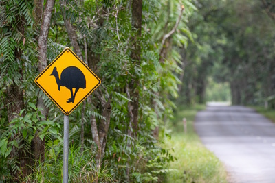 Traumorte - Queensland