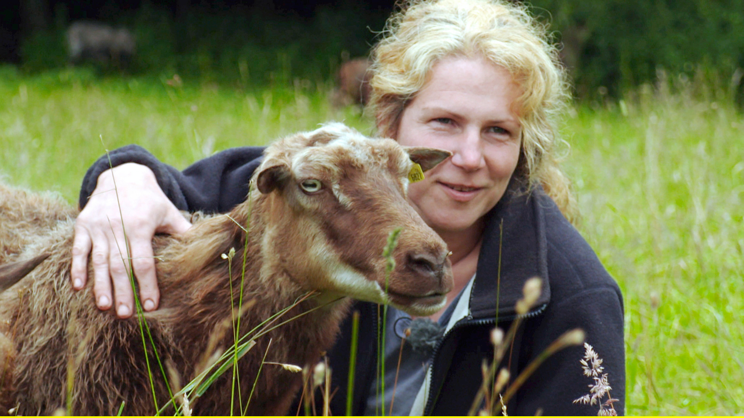 "Die Schäferin von Sylt": Vor über 30 Jahren bekam Uta Wree die ersten beiden Schafe geschenkt - heute besteht ihre Herde aus 1.000 Tieren.