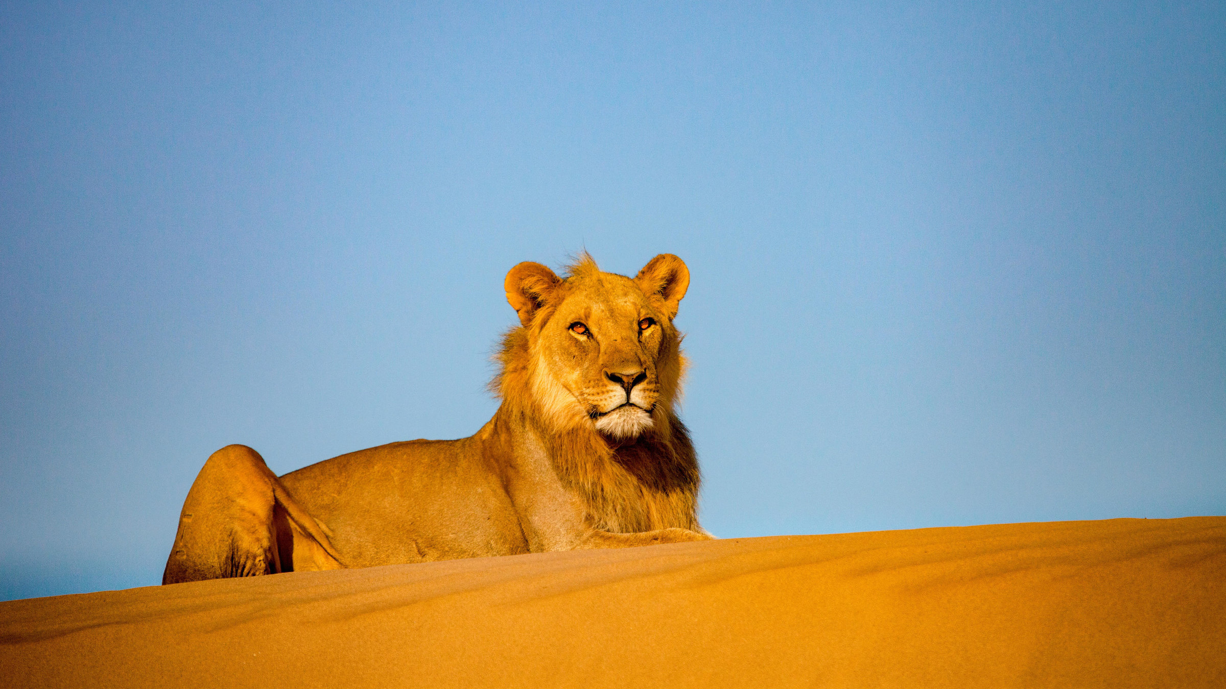 "Die Wüstenlöwen der Namib - Aufbruch und Wiederkehr": Löwe liegt auf einer Sanddüne in der Wüste Namib.
