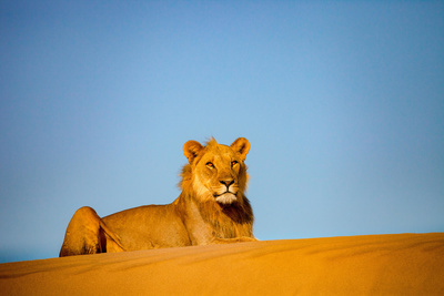 Die Wüstenlöwen der Namib - Aufbruch<br/>und Wiederkehr